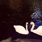 relationship-swans